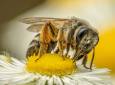 Bio včelařství respektuje přírodu a nabízí jiný rozměr získávání surovin