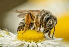Bio včelařství respektuje přírodu a nabízí jiný rozměr získávání surovin